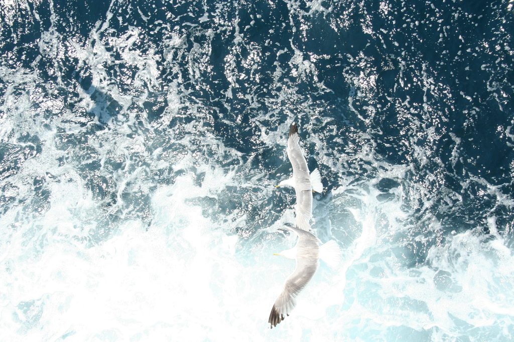 1. Seagulls flying over the sea wake